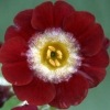 Primula Auricula Mojave - Abriachan Nurseries